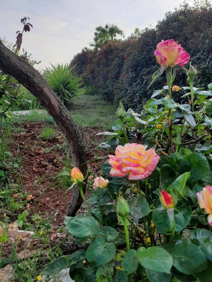 Villa Bellocchio Locorotondo Dış mekan fotoğraf