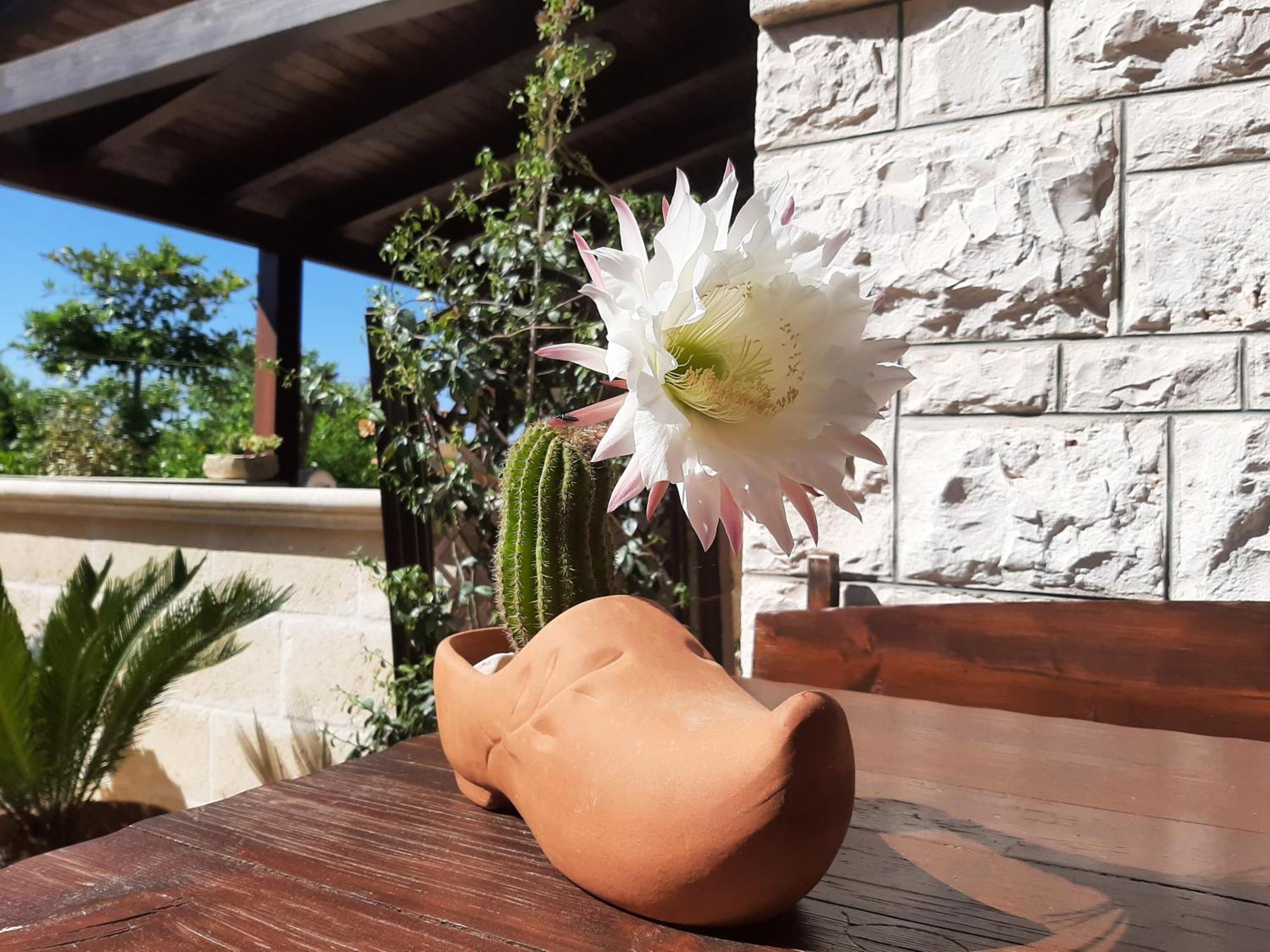 Villa Bellocchio Locorotondo Dış mekan fotoğraf
